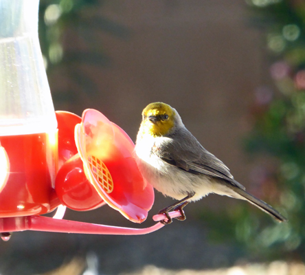 Verdin at hummingbird feeder