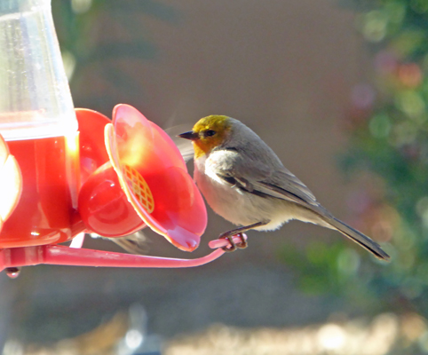 Verdin at hummingbird feeder