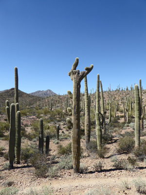 Cresta saguaro Sweetwater Preserve