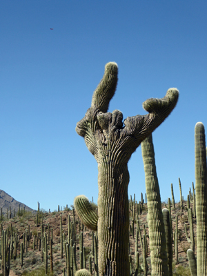 Cresta saguaro Sweetwater Preserve