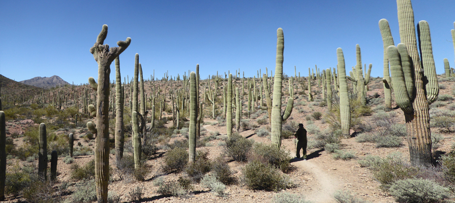 Sweetwater Preserve Cresta Saguaro