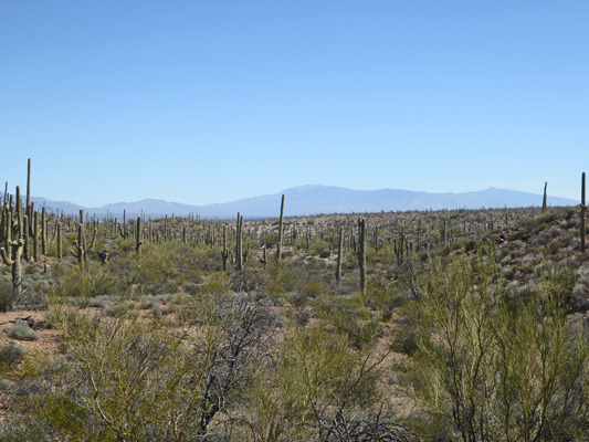 Eastward from Sweetwater Preserve