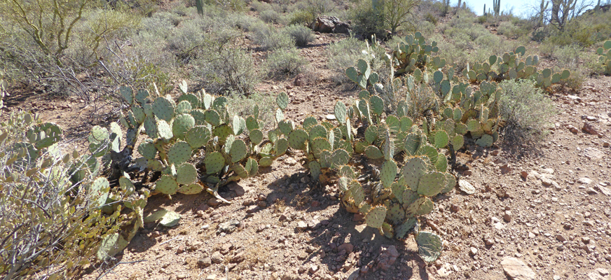 Beavertail cactus