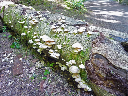 Mushrooms on log Marymere Falls trail Olympic National Park