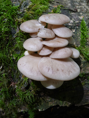 Mushrooms Marymere Falls Trail Olympic National Park