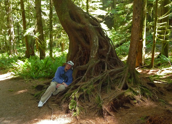 Walter Cooke and Hemlock Marymere Falls Trail Olympic National Park
