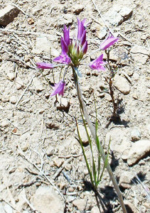 Allium acuminatum