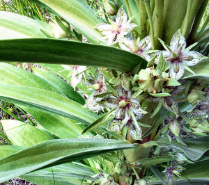 Frasera speciosa closeup