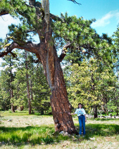 Sara and Ponderosa Pine