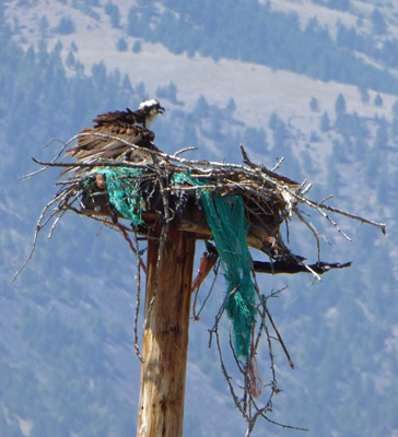 Young osprey in nest