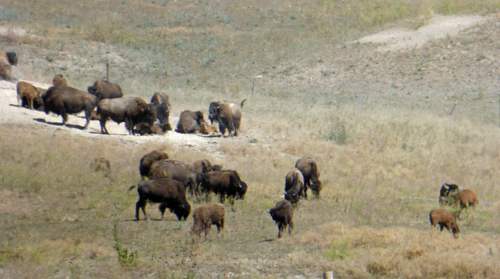 Bison