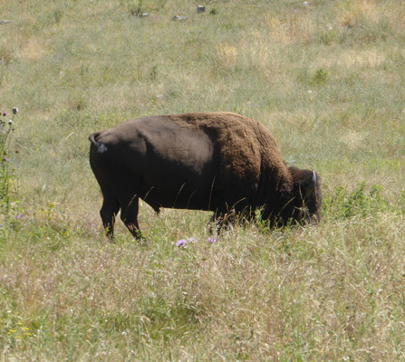 Lone bison