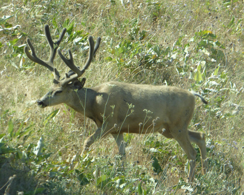 Mule deer buck