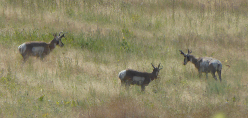 Pronghorns