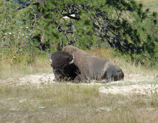 lone bison