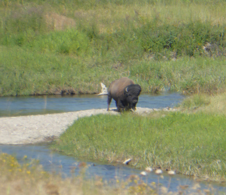 Bison in river