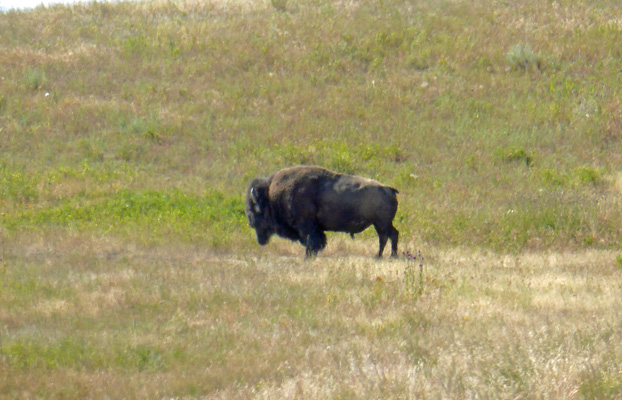 Lone bison