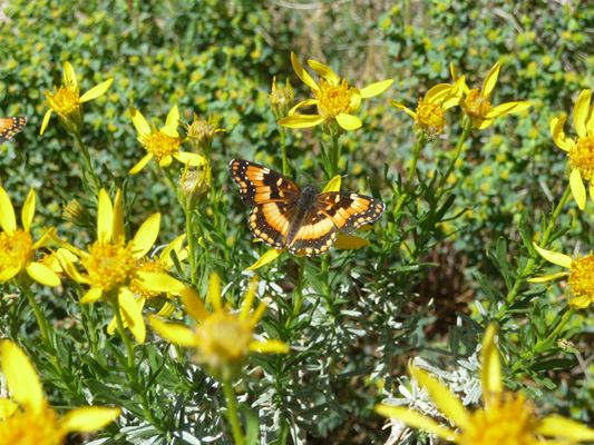 Goldbush with butterfly