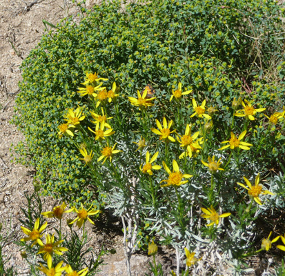 Mojave Goldenbush (Ericameria linearifolia) and Mojave Spurge (Euphorbia schizoloba)
