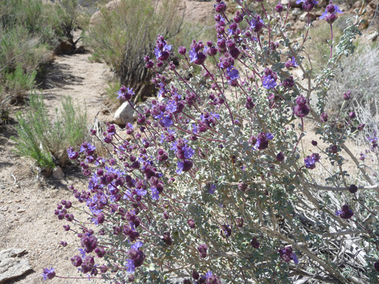 Desert Sage (Salvia dorri)