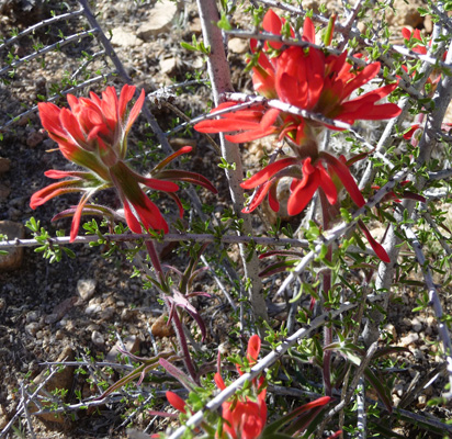 Desert Paintbrush (Castilega angustifolia)