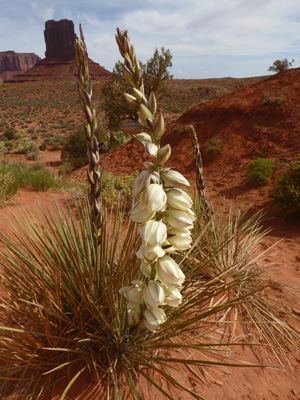 Navajo Yucca (Yucca baileyi)