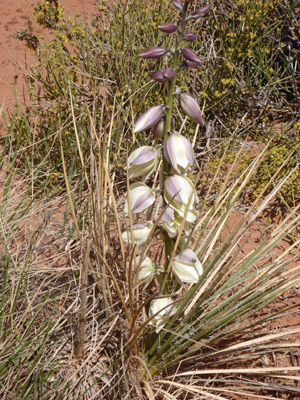 Fineleaf Yucca (Yucca angustissima)