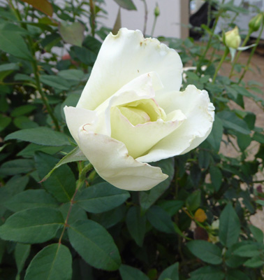 White rose