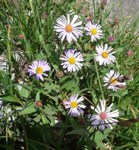 Asters on trail to Ptarmigan Ridge Mt. Baker WA