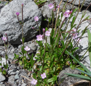 Alpine Willowherb (Epilobium anagallidifolium)