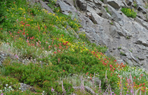 Wildflower meadows on trail to Ptarmigain Ridge from Artist's Point Mt. Baker WA