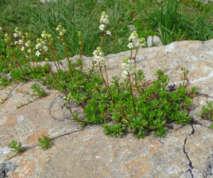 Partridgefoot (Luetkea pectinata) Mt. Baker WA