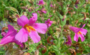 Mimulus lewisii (Great Purple Monkeyflower) at Picture Lake Mt. Baker WA