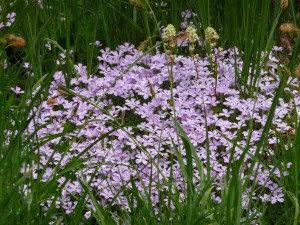 Phlox difusa Mt Baker WA