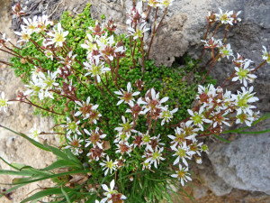 Saxifraga tolmiei Mt Baker WA