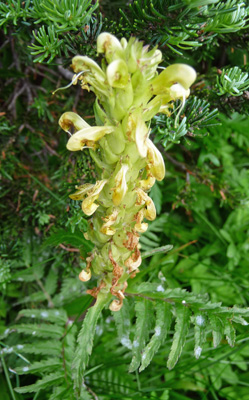Bracted Lousewort (Pedicularis bracteosa)
