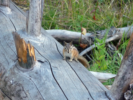 Chipmunk at Pleasant Valley Campground WA