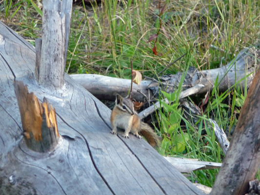 Chipmunk at Pleasant Valley Campground