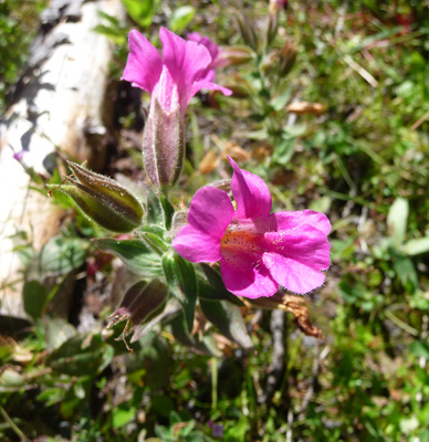 Great Purple Monkeyflower (Mimulus lewisii)