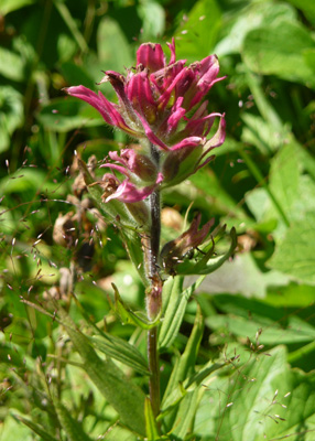 magenta paintbrush