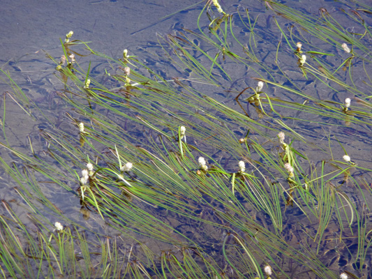 grass in bloom in Tipsoo Lake