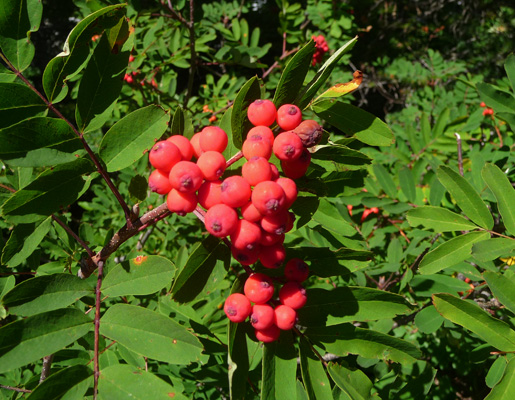 Mountain Ash berries