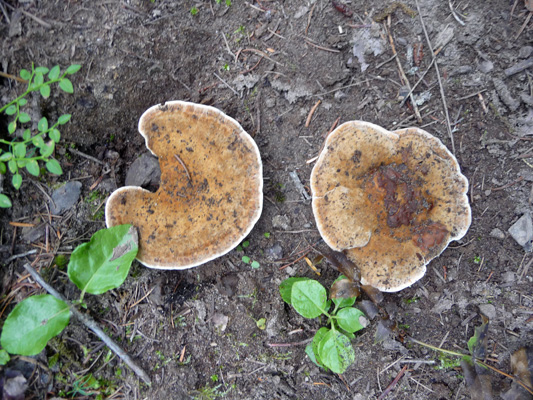 Mushrooms on Pleasant Valley Loop Trail