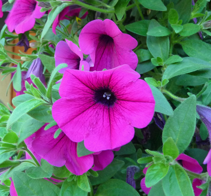 Purple Petunias at Crystal Mountain