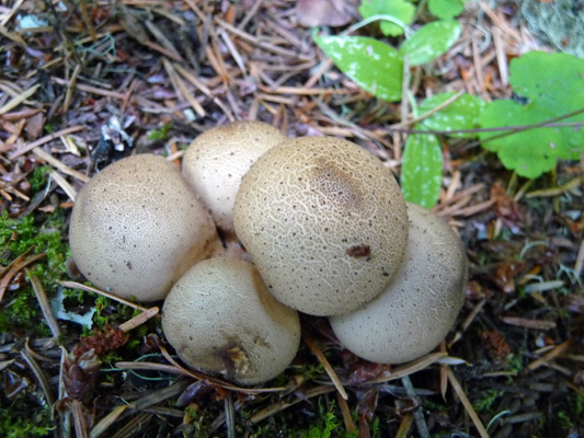 Mushrooms at Silver Springs Campground