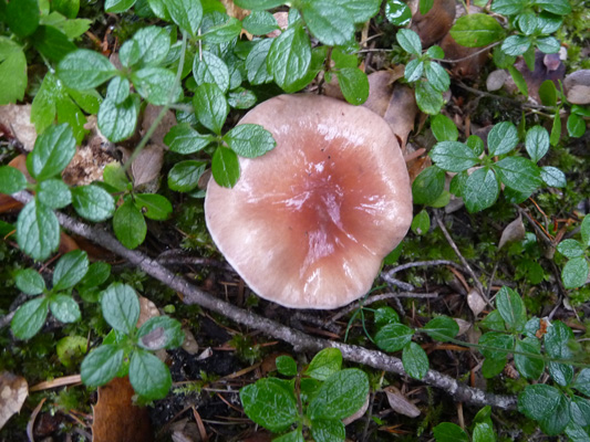 Fungus on Pleasant Valley Loop Trail