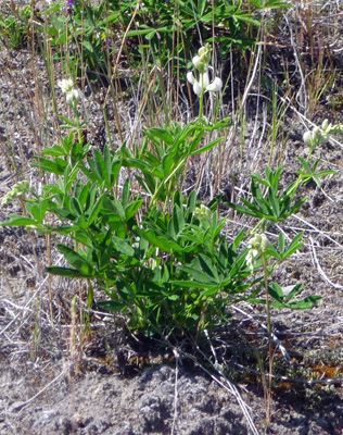 Sickle-keeled lupine (Lupinus albicaulis)