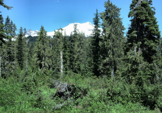 Mt Baker from the trail