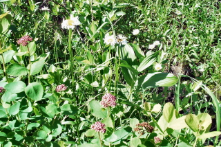 Spirea and asters