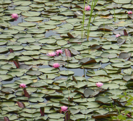 Pink waterlilies